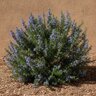 Salvia rosmarinus Roman Beauty Chef's Choice Rosemary