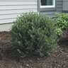 Ilex crenata Hoogendorn Japanese Holly
