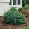 Ilex Vomitoria Stokes Dwarf Dwarf Yaupon Holly
