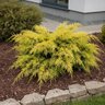 Juniperus chinensis Gold Lace Chinese Juniper
