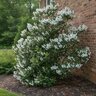 Kalmia Latifolia Snowdrift Mountain Laurel