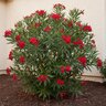 Nerium Oleander Hardy Red Oleander