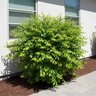 Xylosma Congestum Compacta Shiny Xylosma
