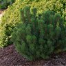 Pinus mugo Slowmound Mugo Pine