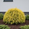 Chamaecyparis Pisifera Filifera Aurea Nana Sawara Cypress