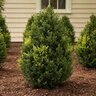 Buxus microphylla John Baldwin Littleleaf Boxwood
