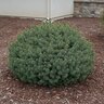 Picea Abies Lanhams Beehive Norway Spruce