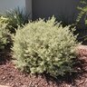 Westringia Fruticosa Morning Light Coast Rosemary