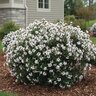 Daphne X Transatlantica Eternal Fragrance Winter Daphne
