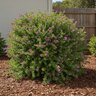 Polygala Fruticosa Petite Butterfly Sweet Pea Shrub