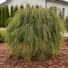 Thuja Plicata Whipcord Arborvitae