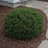 Pinus Mugo Sherwood Compact Dwarf Mountain Pine
