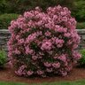 Kalmia Latifolia Tinkerbell Mountain Laurel