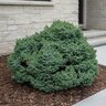 Picea Omorika Pimoko Serbian Spruce