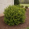 Myrica cerifera var. pumila Dwarf Wax Myrtle