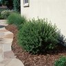 Cistus X Corbariensis White Rockrose