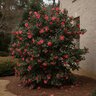 Camellia sasanqua Sasanqua Camellia