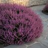 Calluna Vulgaris Heather