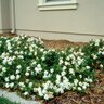 Gardenia jasminoides Prostrata-Radicans Cape Jasmine