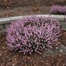 Erica X Darleyensis Mediterranean Pink Winter Heath