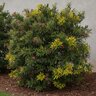 Illicium Floridanum Florida Anise