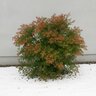 Nandina Domestica Moon Bay Heavenly Bamboo