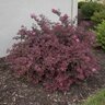 Loropetalum chinense var. rubrum Plum Delight Fringe Flower