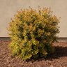 Abelia X Grandiflora Twist of Orange Glossy Abelia