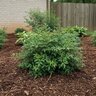Nandina Domestica Harbour Dwarf Heavenly Bamboo