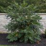 Mahonia Bealei Leatherleaf Mahonia