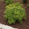 Nandina Domestica Nana Dwarf Heavenly Bamboo