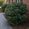Osmanthus heterophyllus Gulftide False Holly