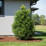 Podocarpus macrophyllus var. maki Yew Plum Pine