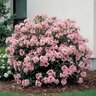 Rhaphiolepis Indica Indian Hawthorn
