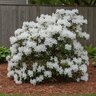 Rhododendron X H. H. Hume Azalea