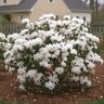 Rhododendron X Snow Azalea