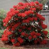 Rhododendron X Jean Marie De Montague Rhododendron