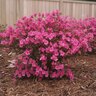 Rhododendron X Tradition Azalea