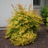 Abelia X Grandiflora Canyon Creek Glossy Abelia