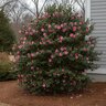 Camellia x Winter's Joy Camellia