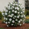 Camellia Japonica Victory White Camellia