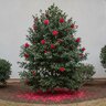 Camellia Japonica Greensboro Red Camellia