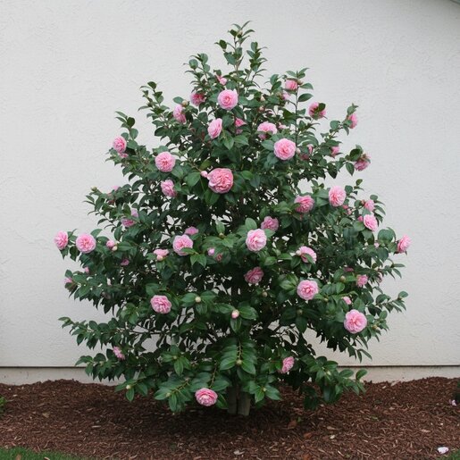 Camellia Japonica Debutante Camellia