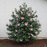 Camellia Japonica Debutante Camellia