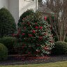 Camellia japonica Professor Sargent Japanese Camellia