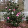 Camellia Sasanqua Showa-No Sakae Camellia