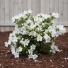 Rhododendron x Gumpo White Satsuki Azalea