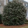 Camellia Sasanqua Maidens Blush Camellia