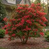 Rhododendron X Amagasa Azalea