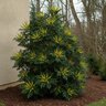 Mahonia X Media Winter Sun Oregon Grape